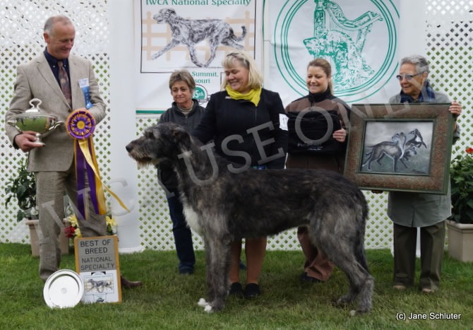 Best of Breed: CH SHELLANE BRANIFF