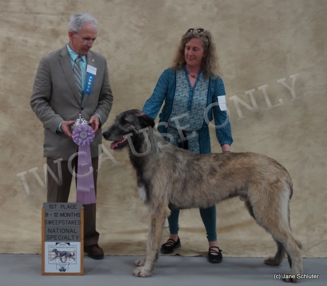 Best of Opposite Sex in Sweepstakes: TALIESIN'S RHIONGANEDD