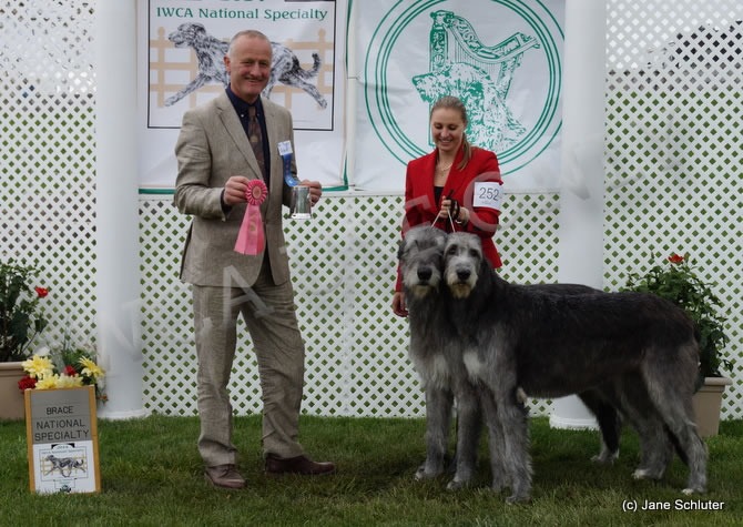 Brace: Brace III GCH ANSA MO CAOIMHIN MODIGLIANI CGC CH ANSA ABHAR EALAIONTORA SUDAN