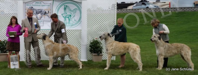 Brood Bitch: CH HOUND HILL VALLEY OF AERIE