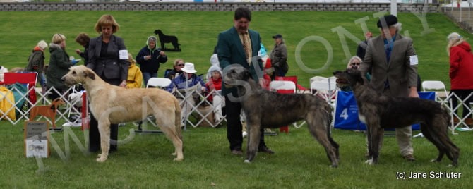 Novice Bitch, Other Placements: 2. RIVERSONG I'LL HAVE ANOTHER 3. TALIESIN'S DAMHSIOR 4. ROCKHART RENASCENCE AT ANAMCARA