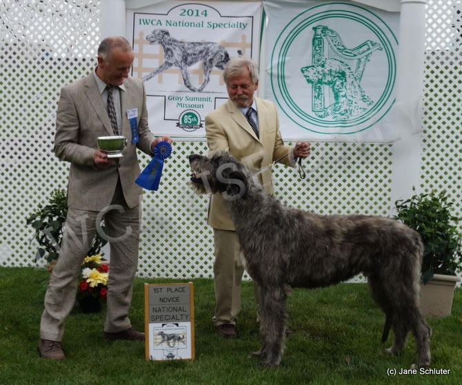 Novice Dog: NIGHTWING'S DECEPTION