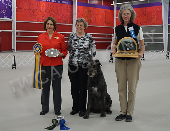 High in Trial: Brimstone Carolina Moon at Shamrock BN RN