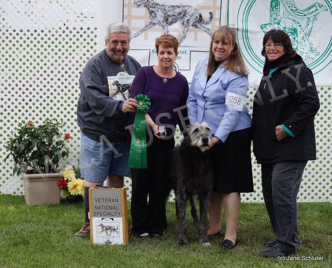 Oldest in Parade: CH CARRICKANEENA EIRE, 11 years 7 months