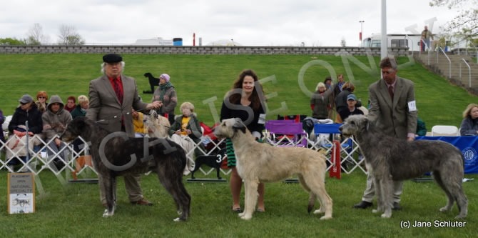 Open Bitch, Other Placements: 2. ROCKHART PALOMA 3. FITZARRAN DUNMADADH PADRAIC BRIE BB 4. GALENA OF AERIE