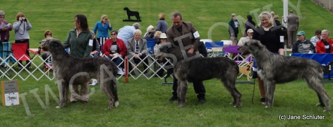 Open Dog, Other Placements: 2. CUGEIN ORTEGA OF CASTLEKEEP 3. NIGHTWING'S HALLOWED CHANTAGE 4. MACCAURA CHACO AT NIOBRARA.