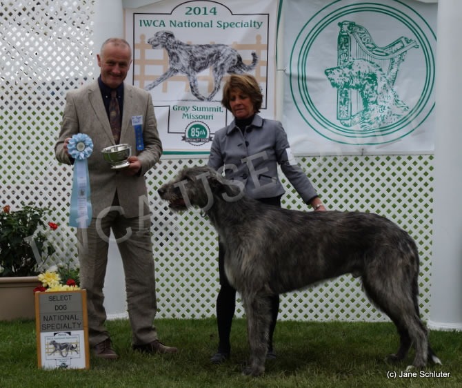 Select Dog: CH PINEHURST STUART