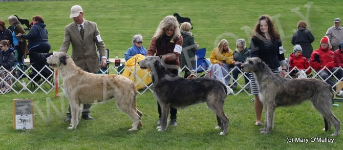 Veteran Bitch, Other Placements: 2. CH HOUND HILL VALLEY OF AERIE 3. TALIESIN'S WYLDE RUM RUNNER 4. ARAGORN CECILIA O'TAILSTORM