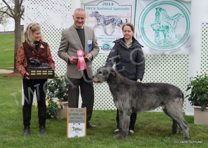 Veteran Dog: CH SLAINE ADAGIO