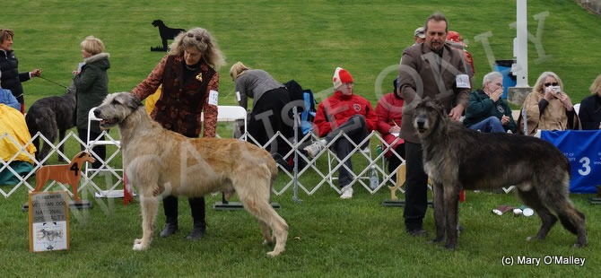 Veteran Dog, Other Placements: 2. GCH TALIESIN'S WILLOW'S GLYMPSE 3. NIGHTWING'S IRON GATE OF EAGLE