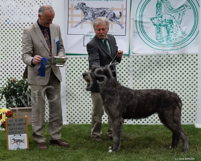 Bred-By Exhibitor Bitch: NIGHTWINGS DEFIANCE