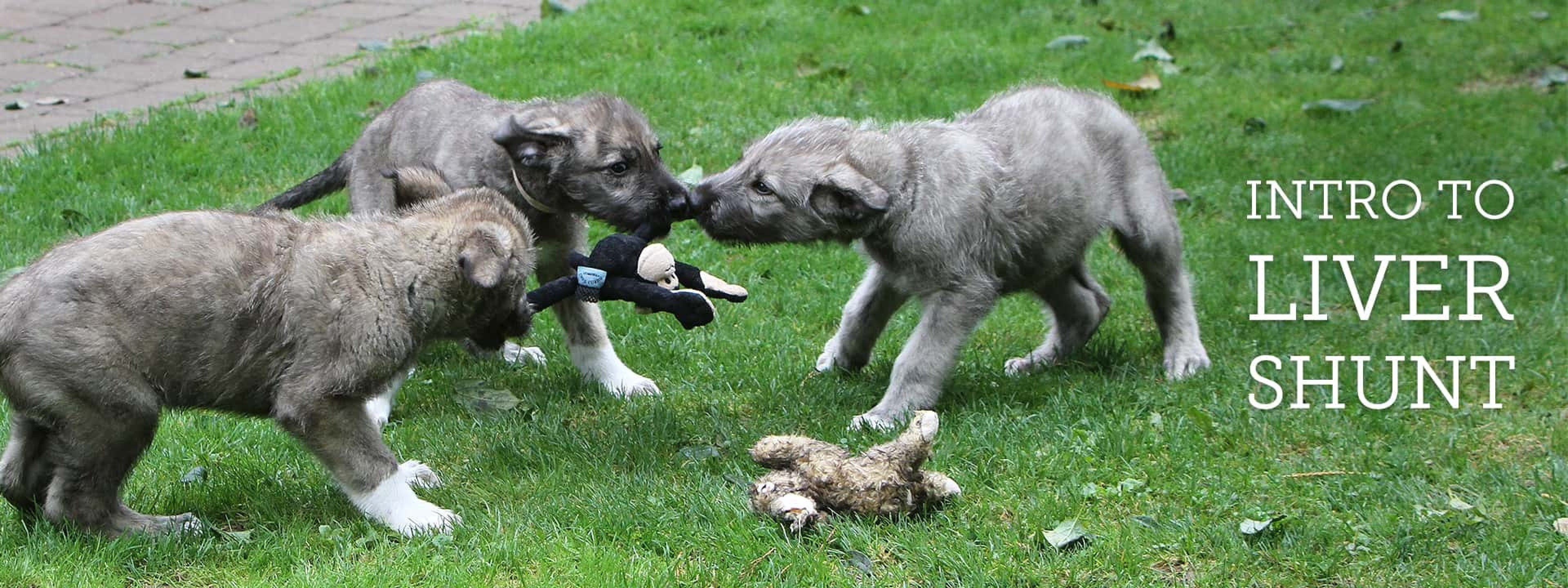Intro to Liver Shunt - imge of three Wolfhound puppies on grass playing tug with a toy