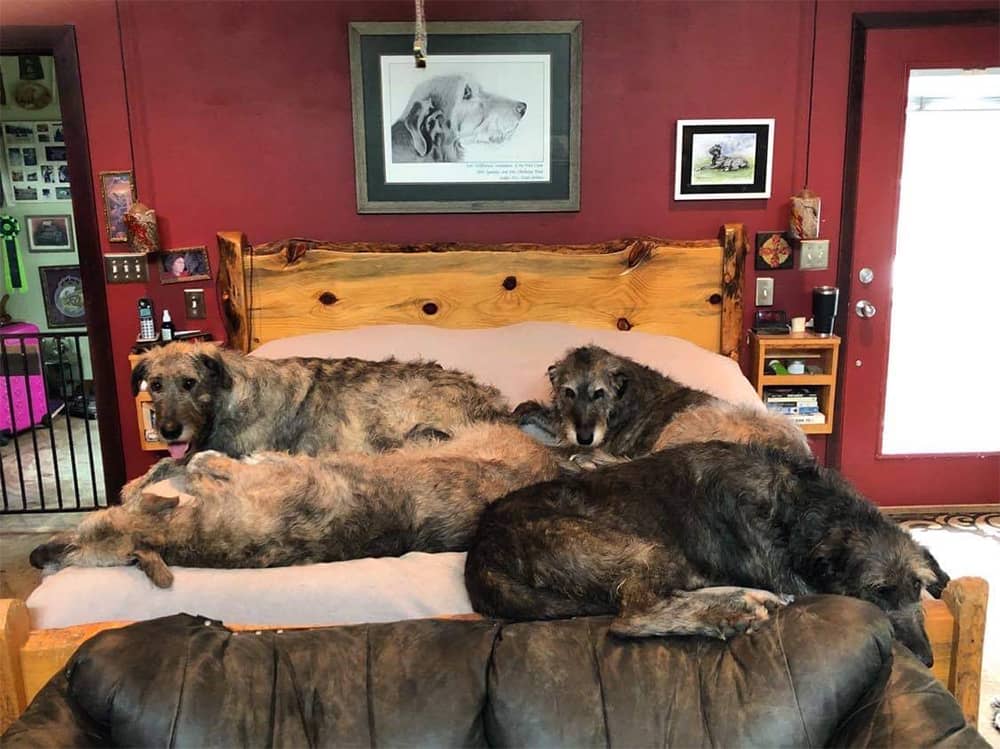 Four Irish Wolfhounds sleeping on their person's bed.