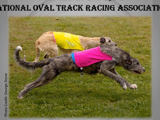 Top Performance Irish Wolfhounds in 2024