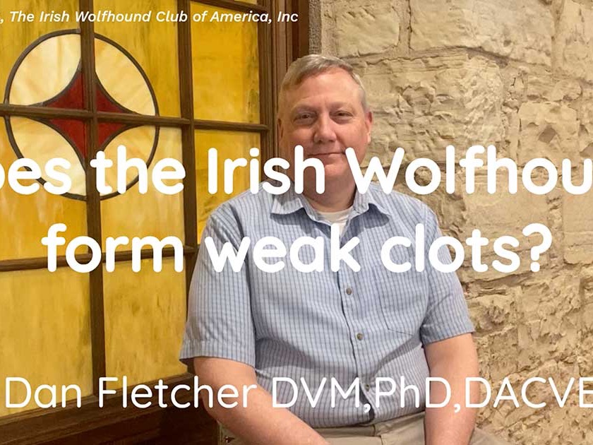 Does the Irish Wolfhound form Weak Clots? With Dr Dan Fletcher DVM, PhD, DACVECC