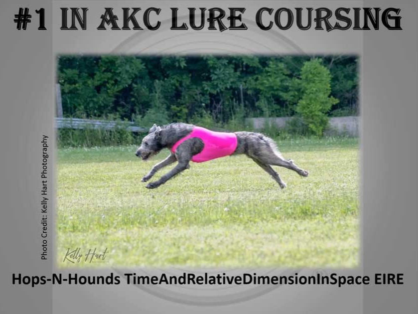 Top Performance Irish Wolfhounds in 2023