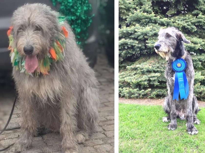 Quigley (L) sitting with a collar of green, white, orange, and shamrock covered ribbons and Satchmo (R) sitting with a blue ribbon on his collar