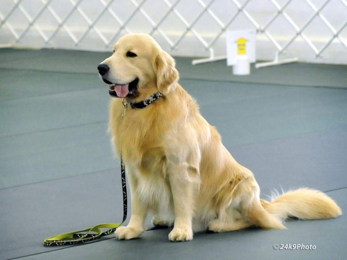 male golden Winston jumping bar jump in obedience ring