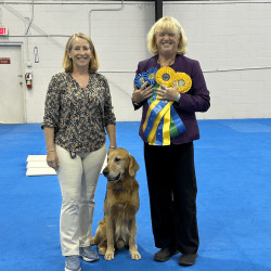 Male golden with Handler and Judge with ribbons