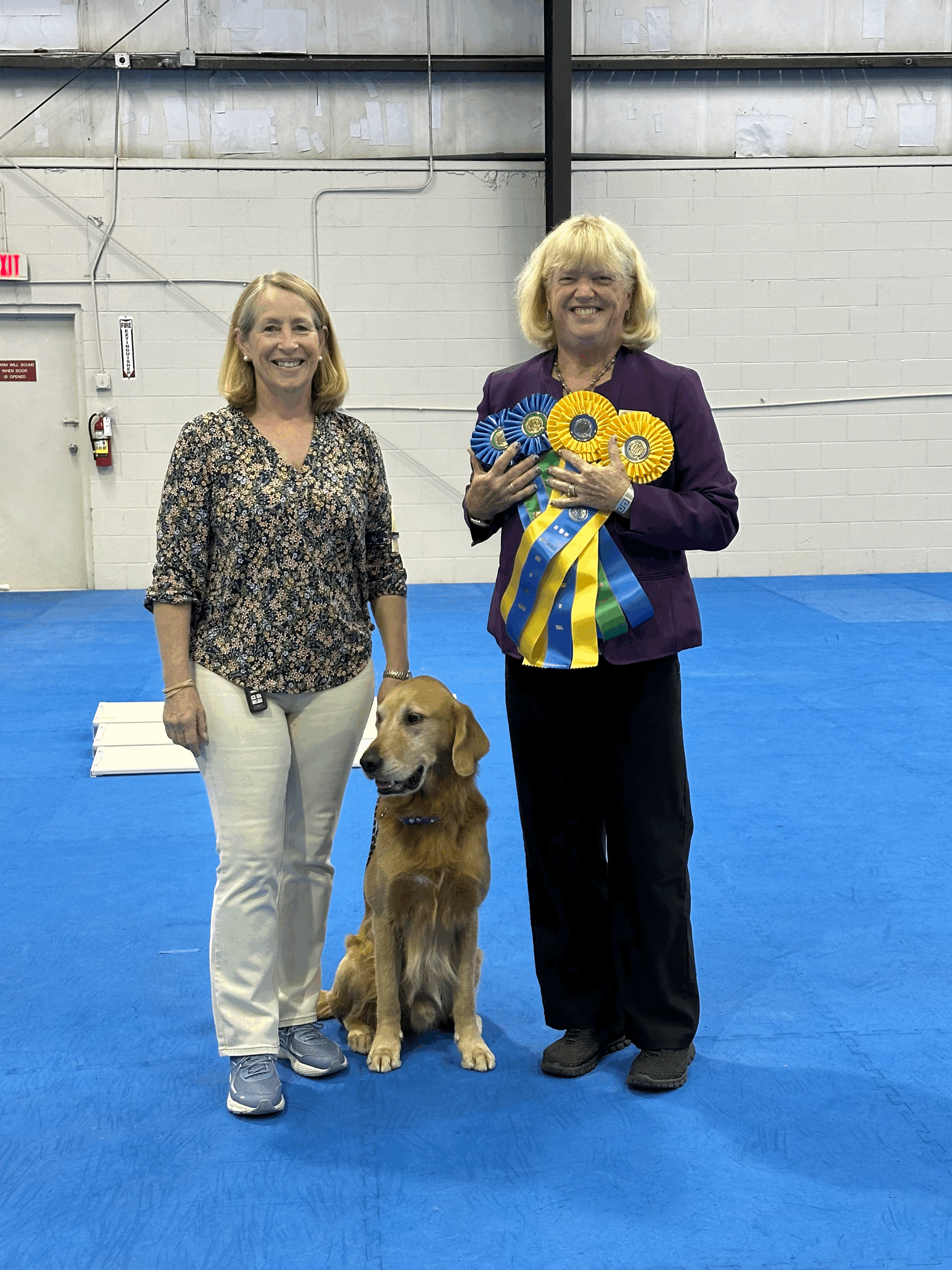 Male golden with Handler and Judge with ribbons