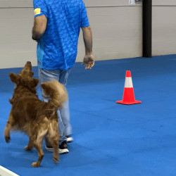 Male golden doing heeling pattern with handler
