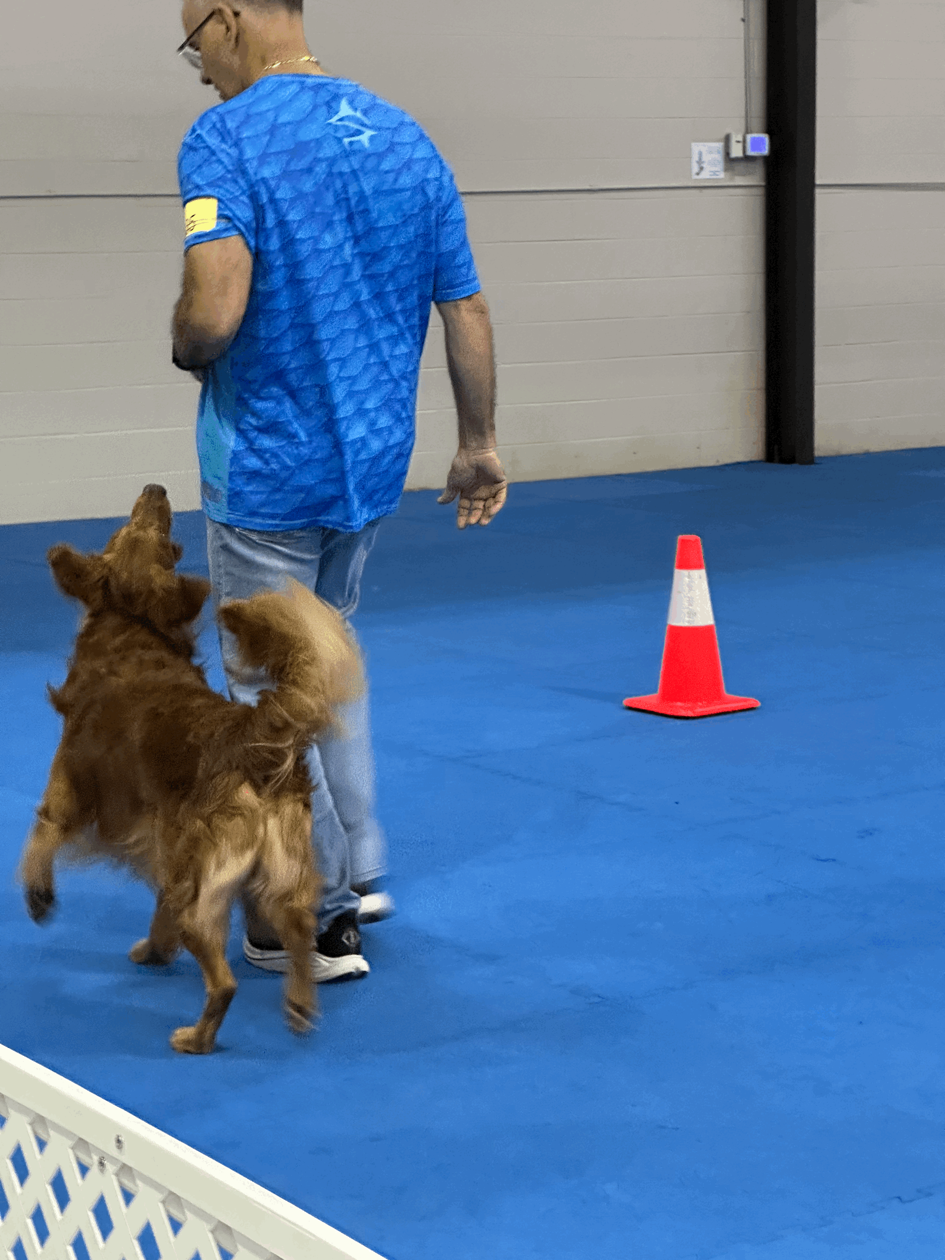 Male golden doing heeling pattern with handler
