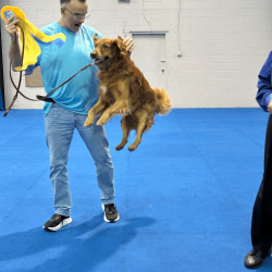 Male golden jumping in air at obedience trial prize giving
