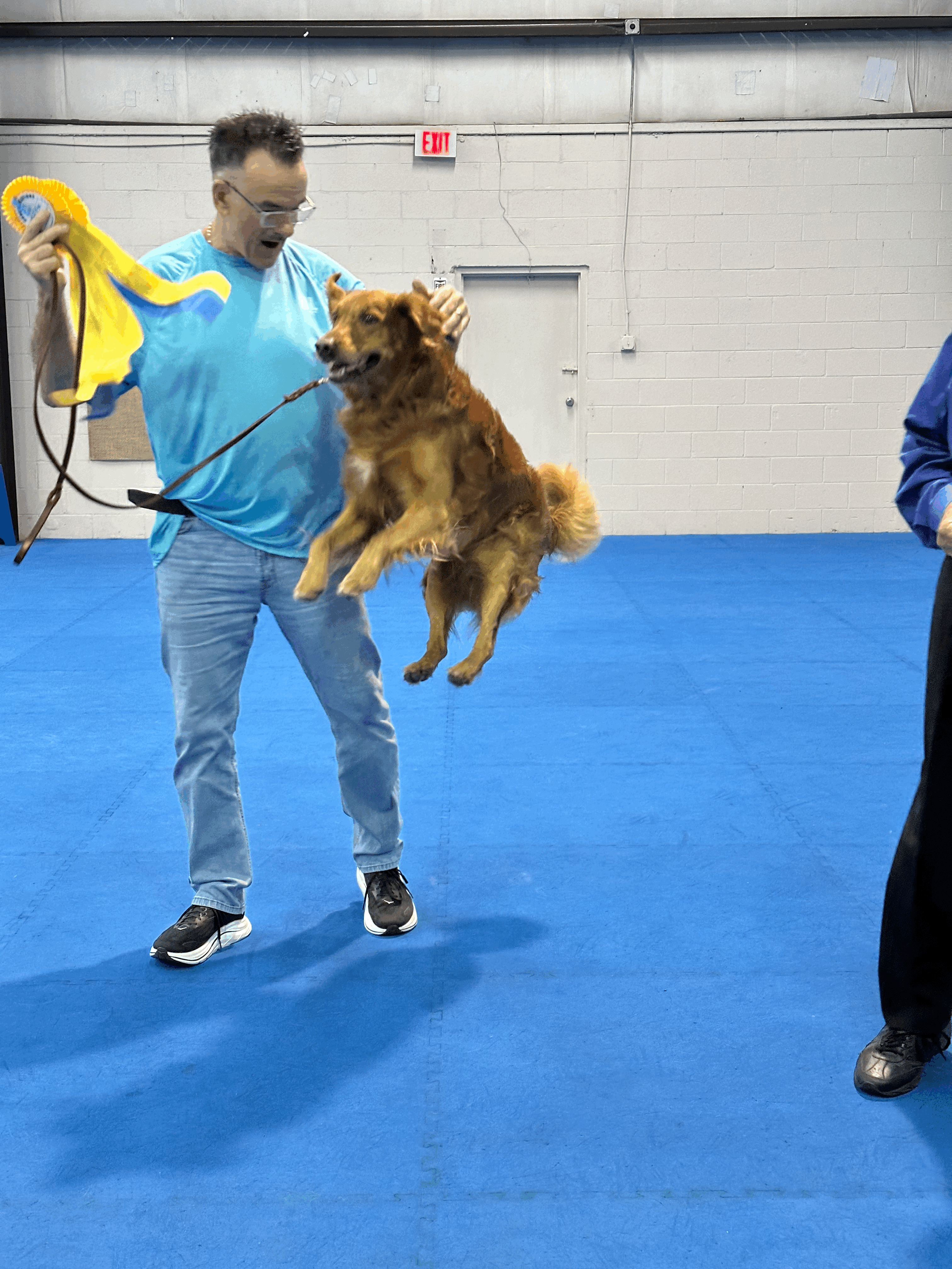 Male golden jumping in air at obedience trial prize giving