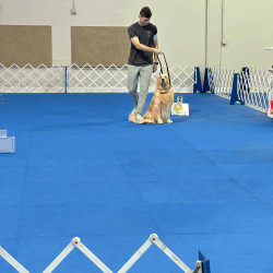 male golden with handler in rally ring