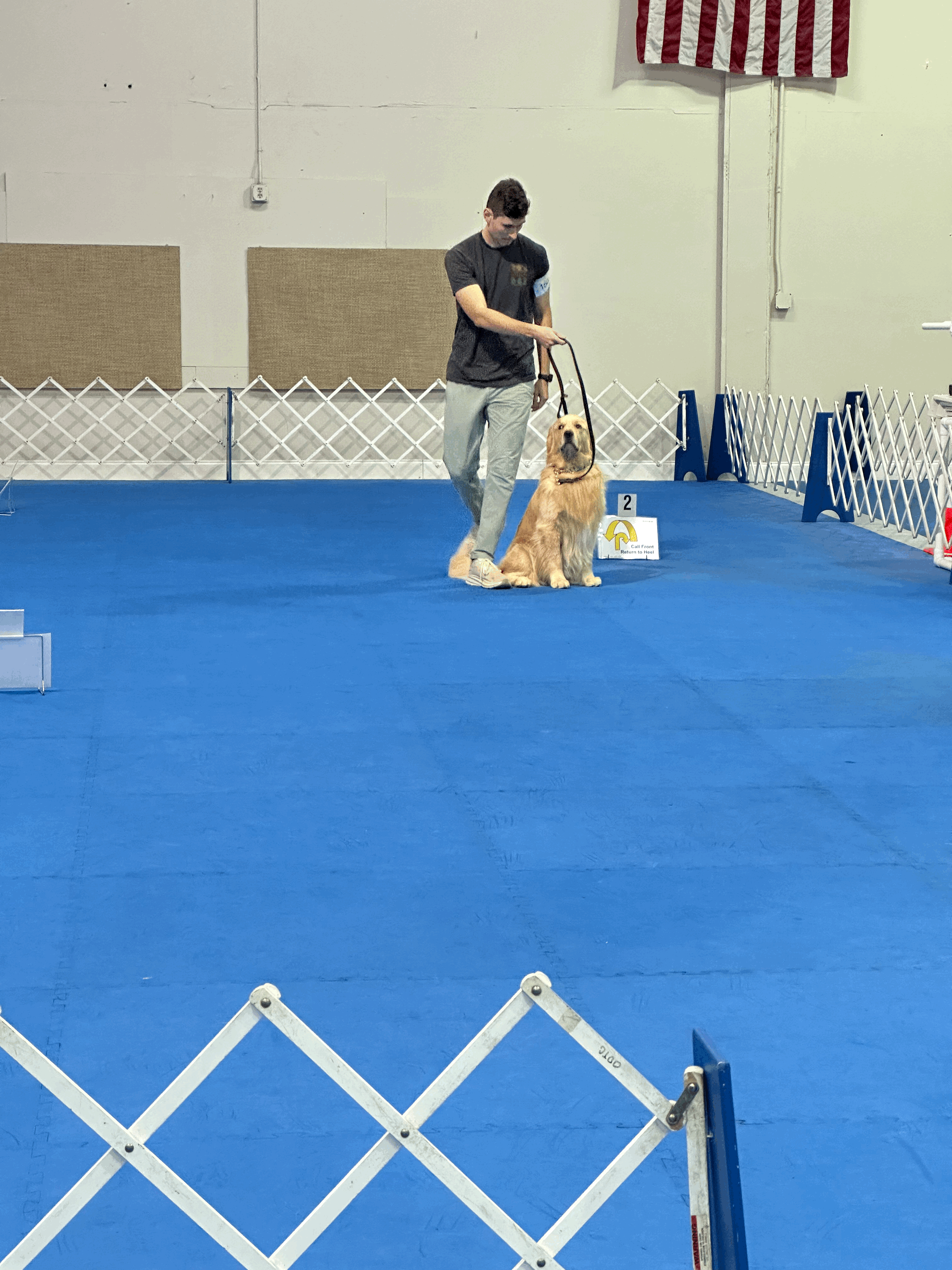 male golden with handler in rally ring