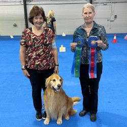 golden retriever getting ribbons in rally trial