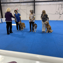 Dogs getting obedience trial ribbons