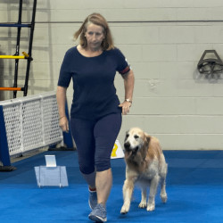 male golden doing heeling pattern in obedience ring