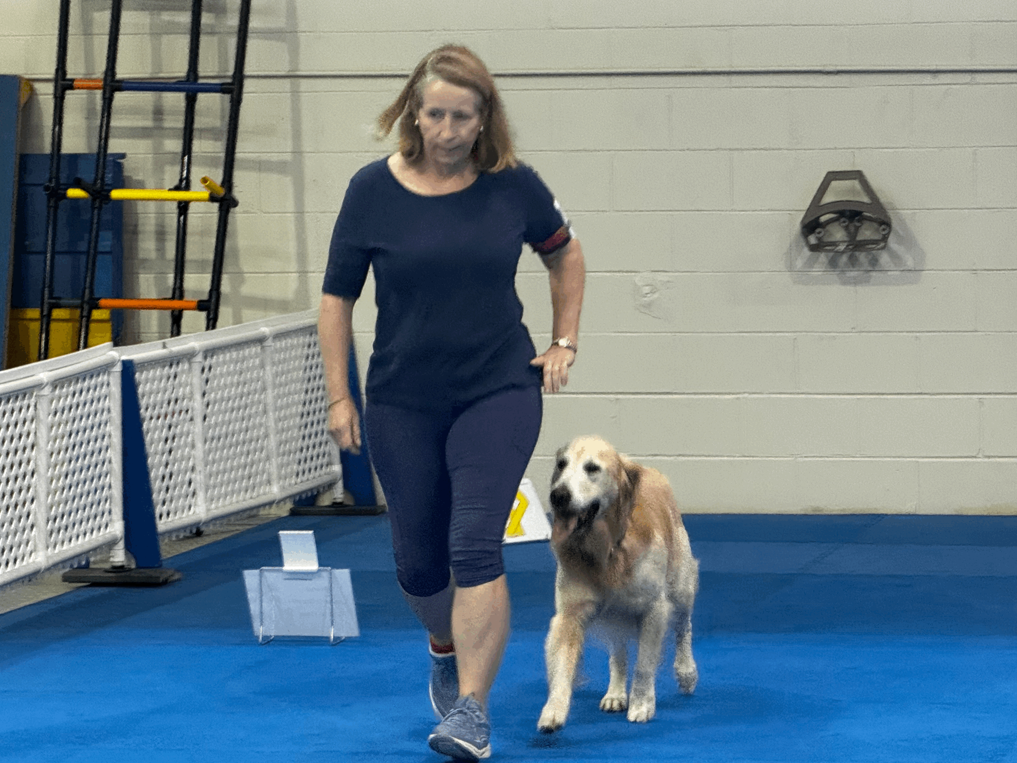 male golden doing heeling pattern in obedience ring