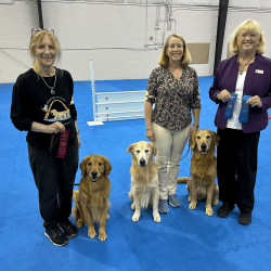 Three goldens with handler and Judge