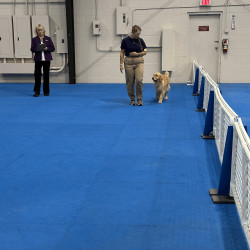 golden doing a heeling pattern in obedience ring