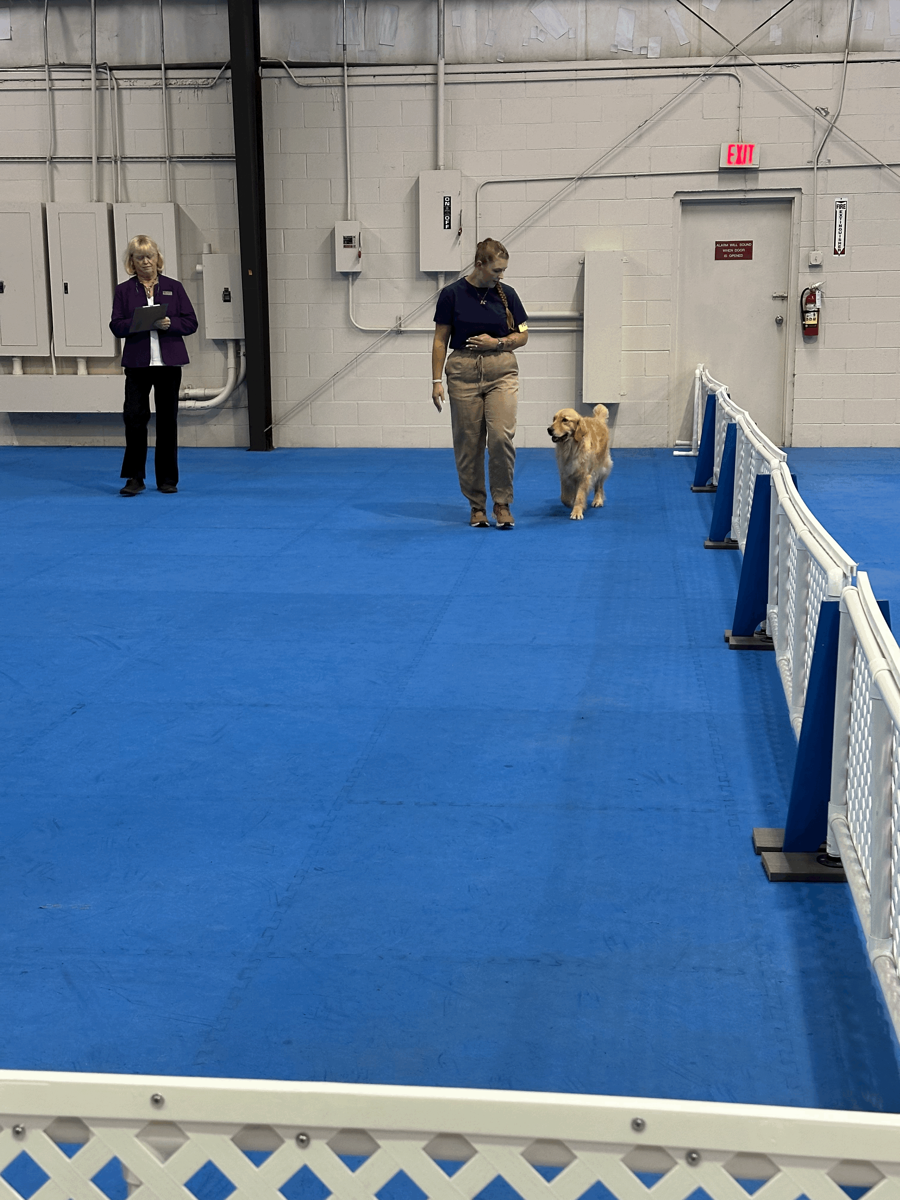 golden doing a heeling pattern in obedience ring
