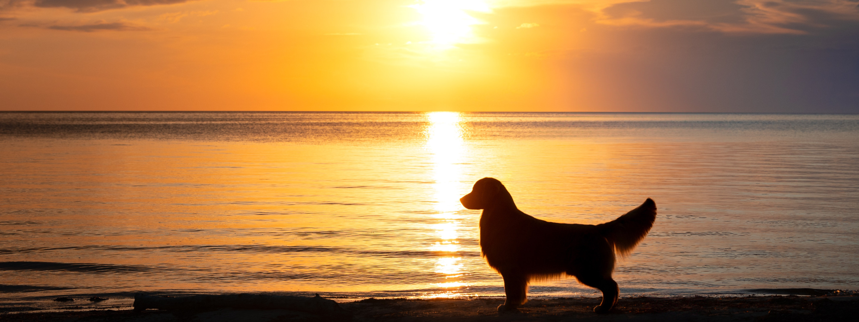 a collage of images of Golden Retrievers participating in different activities