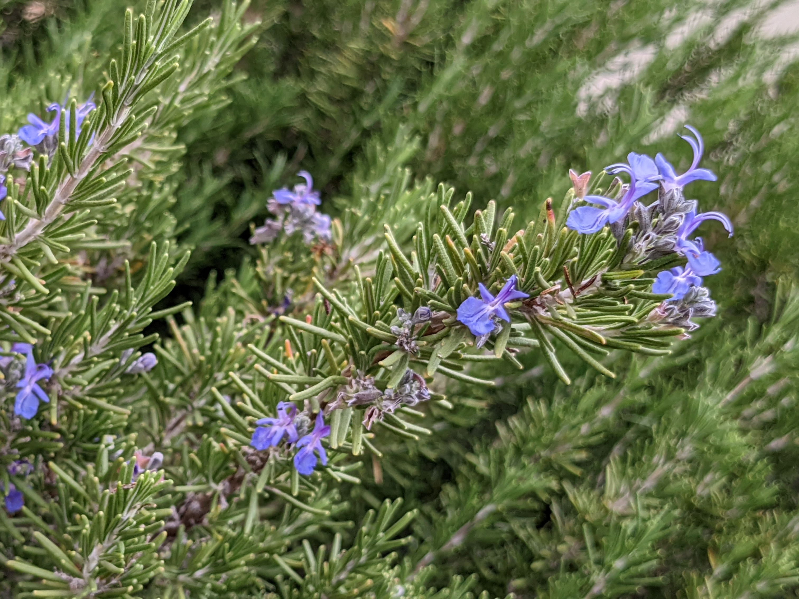 Rosemary in bloom
