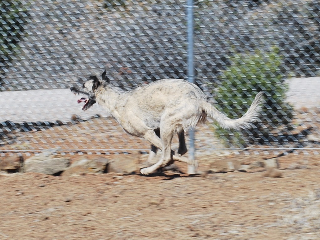 Staghound Running