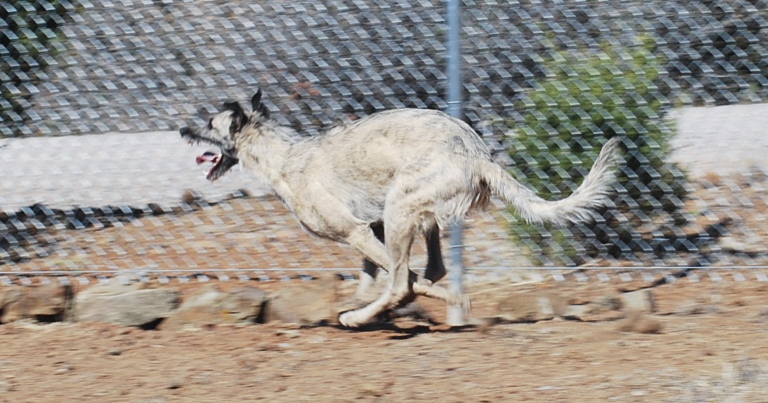 Staghound Running