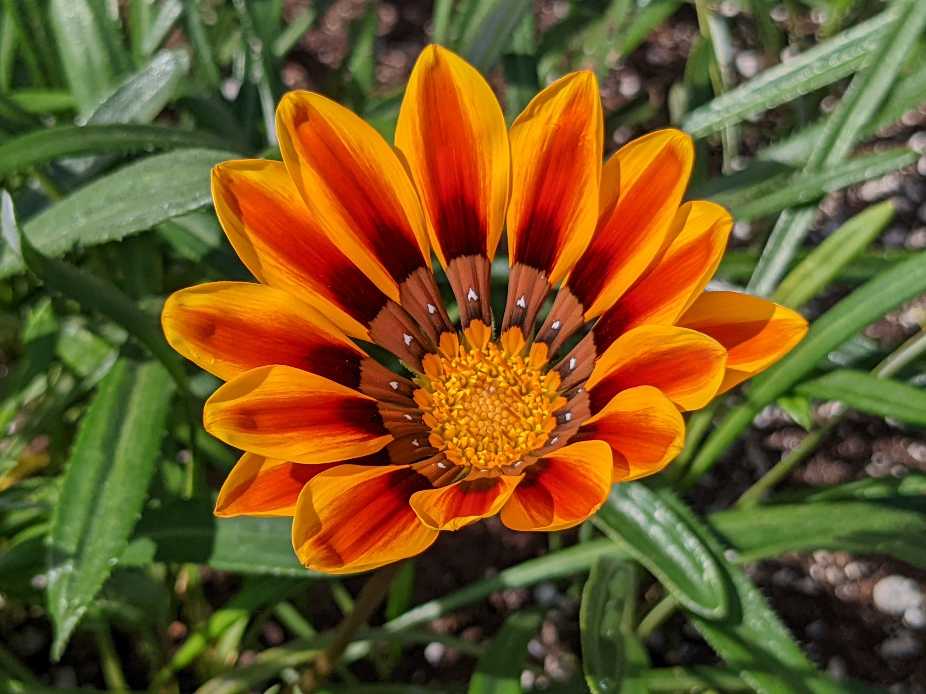 Orange flower