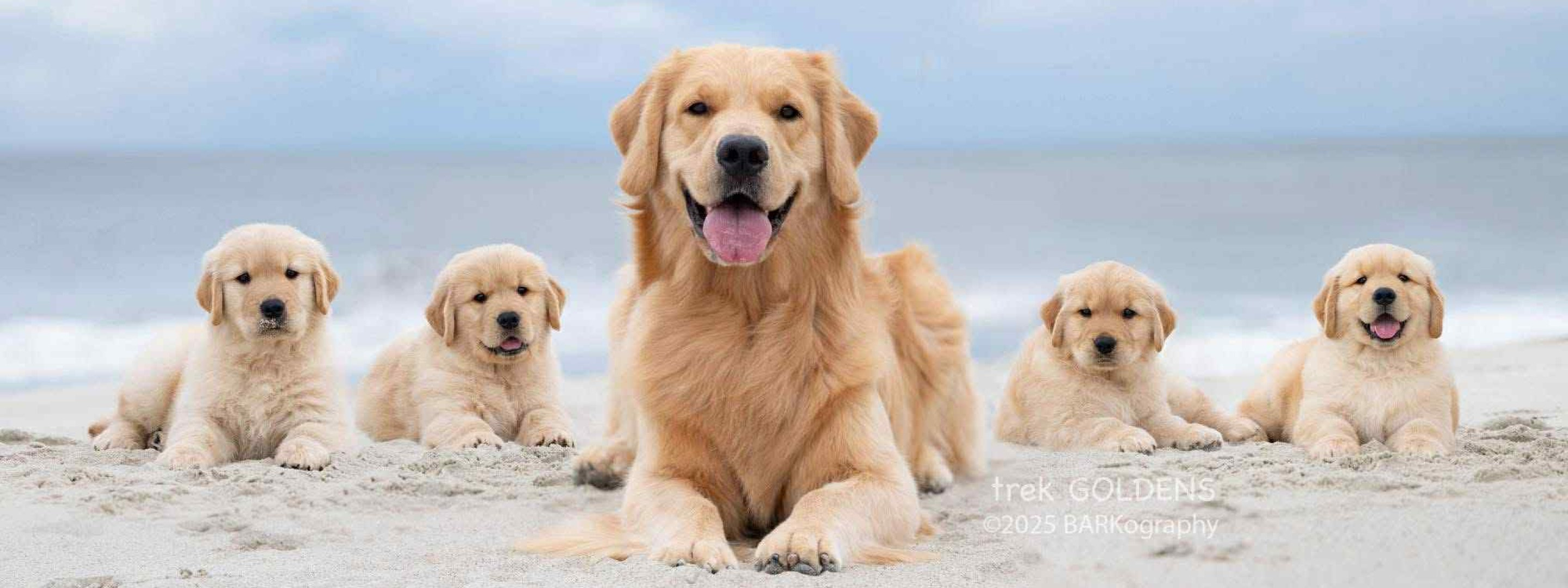 Describe your image for accessibility!