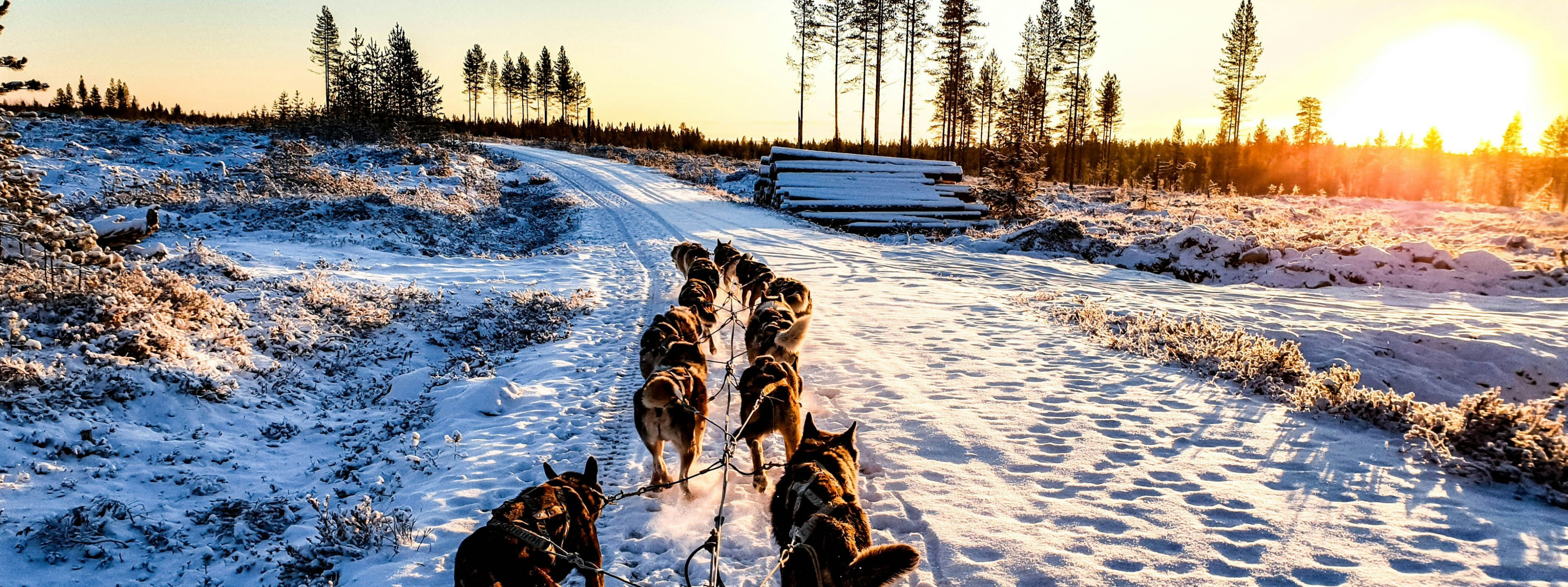 winter landscape seen from the viewpoint of a sled driver, with a team of huskies in front pulling the sled