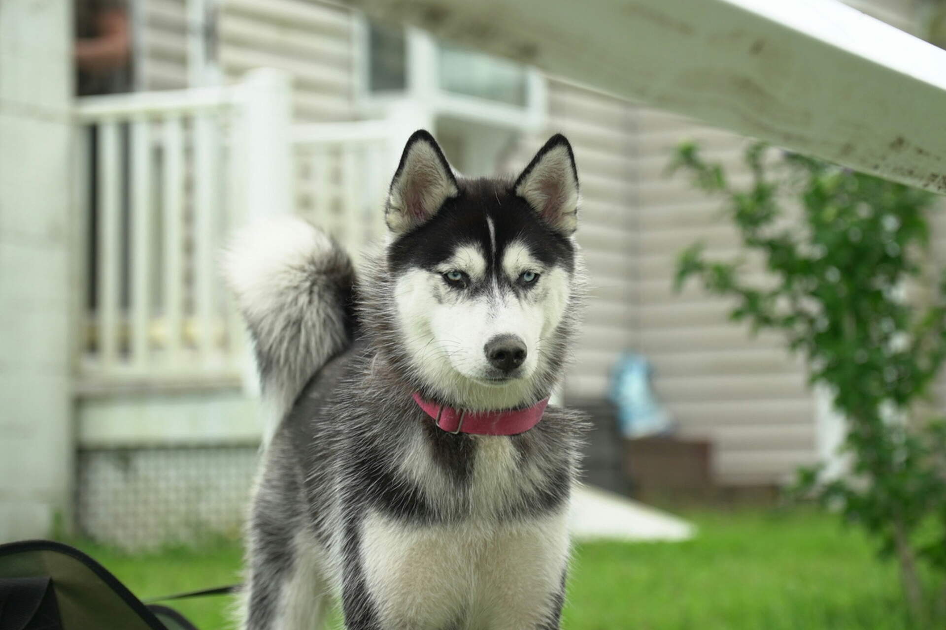 A young husky with a pink collar standing in a garden beside a house
