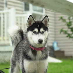 A young husky with a pink collar standing in a garden beside a house
