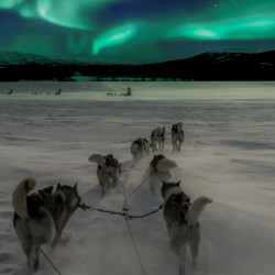A husky sled team running across snow beneath the northern lights