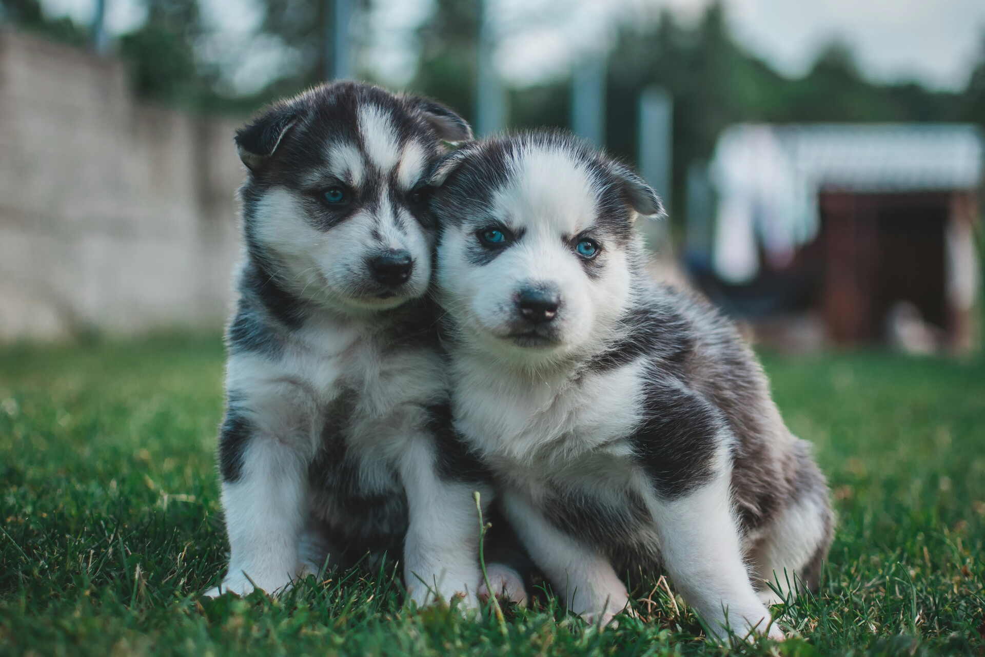 Two husky puppies sitting together on grass