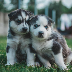 Two husky puppies sitting together on grass