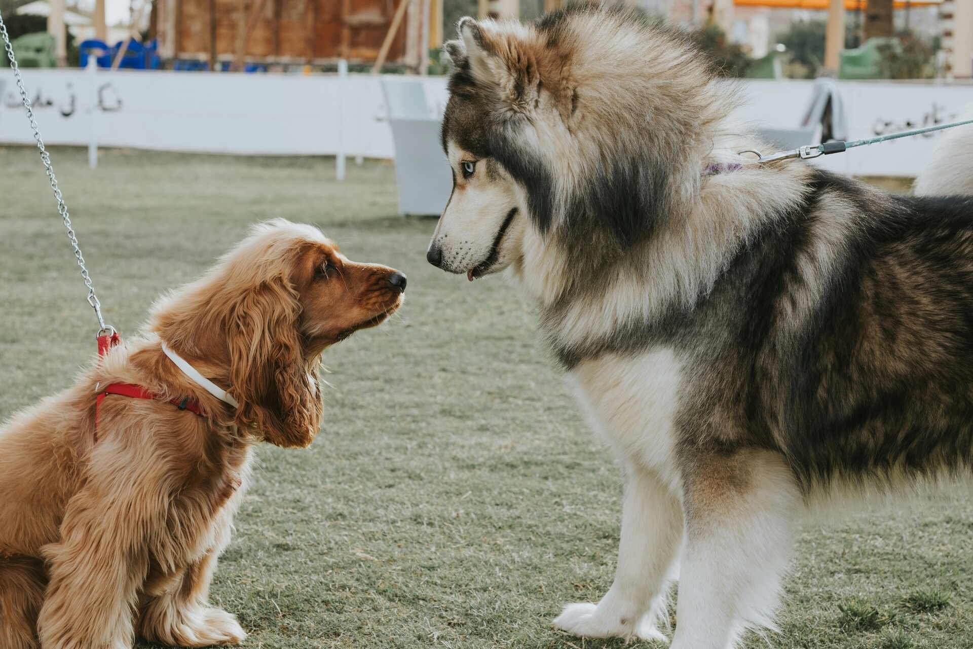 A husky and a cocker spaniel greeting each other on a lawn